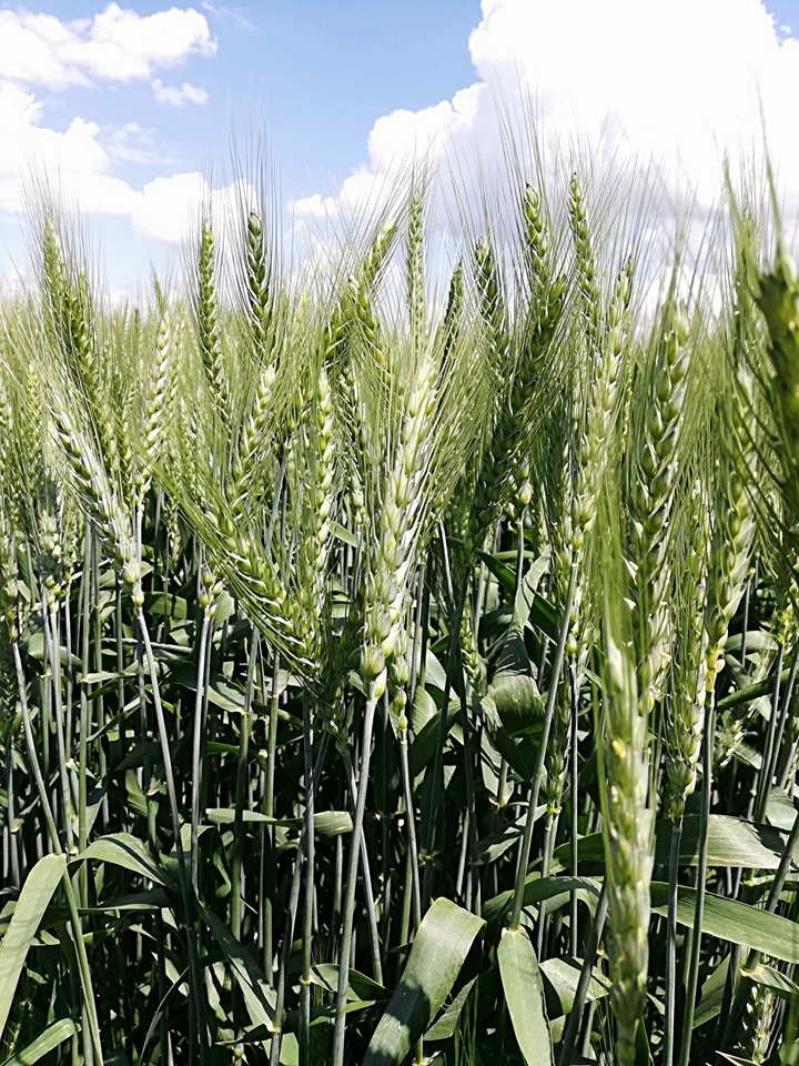 Uzunköprü Karapınar Köyü Resimleri 1