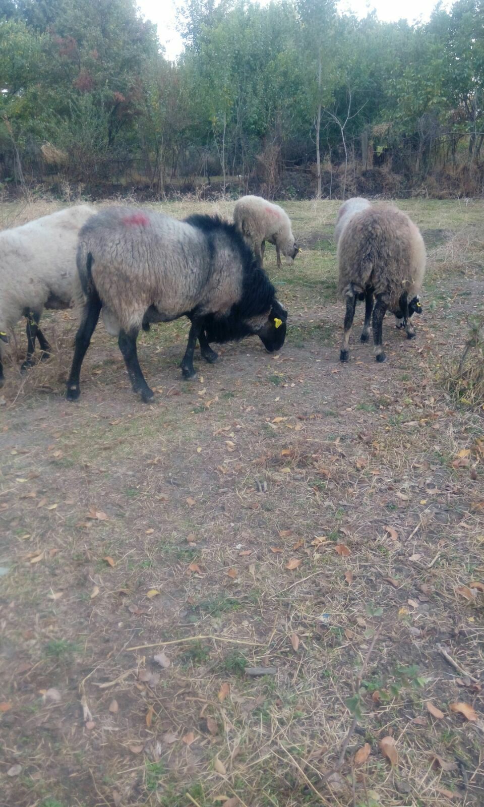 Silvan Akçayır Köyü Resimleri 1