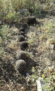 Silvan Bahçe Köyü Resimleri 6