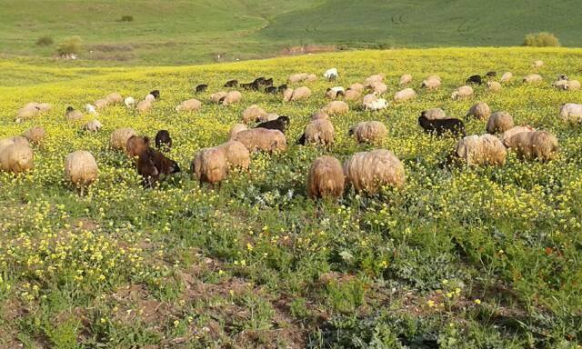 Silvan Başıbüyük Köyü Resimleri 4