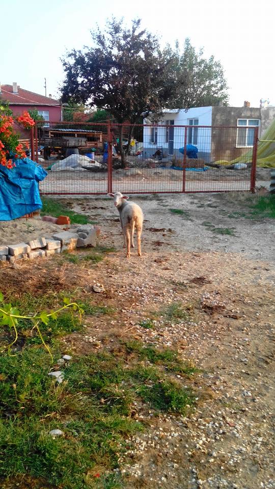 Uzunköprü Salarlı Köyü Resimleri 2