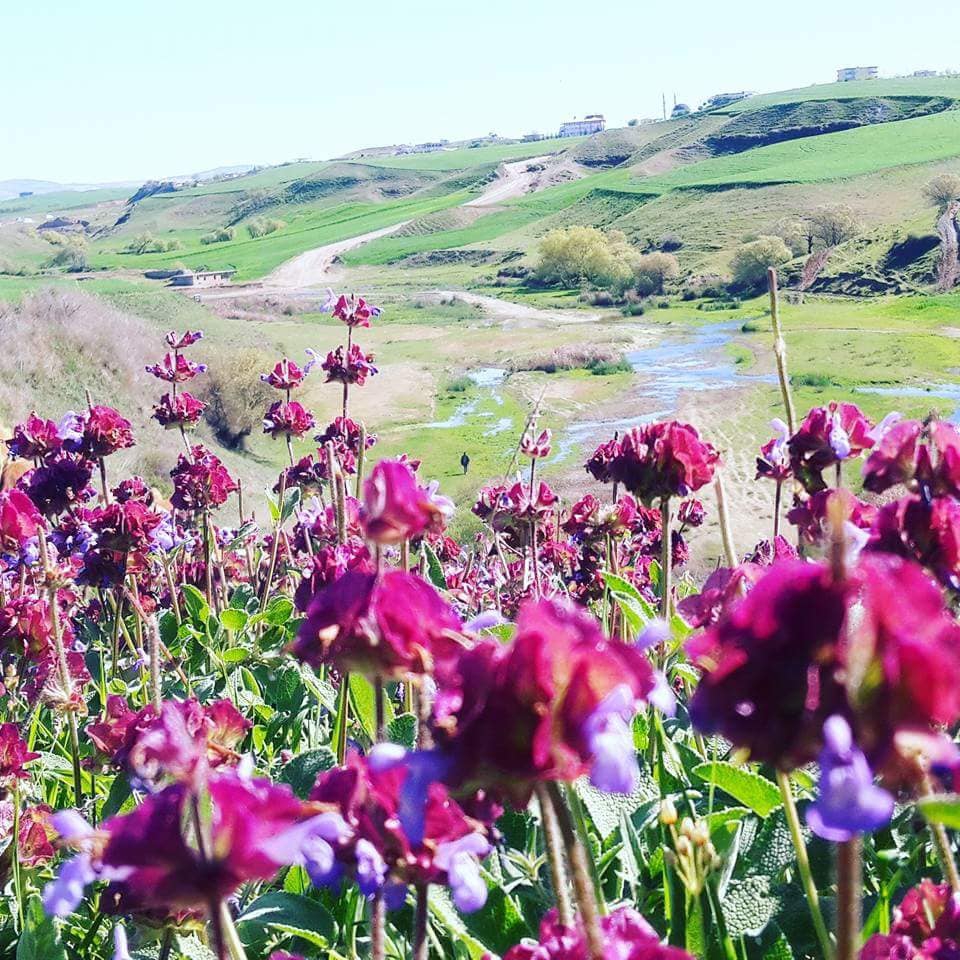 Silvan Tokluca Köyü Resimleri 5