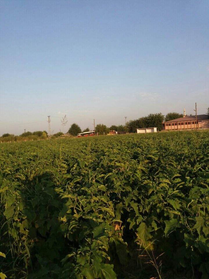 Sur Kervanpınar Köyü Resimleri 3