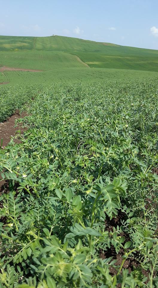 Sur Yukuarıkılıçtaşı Köyü Resimleri 2