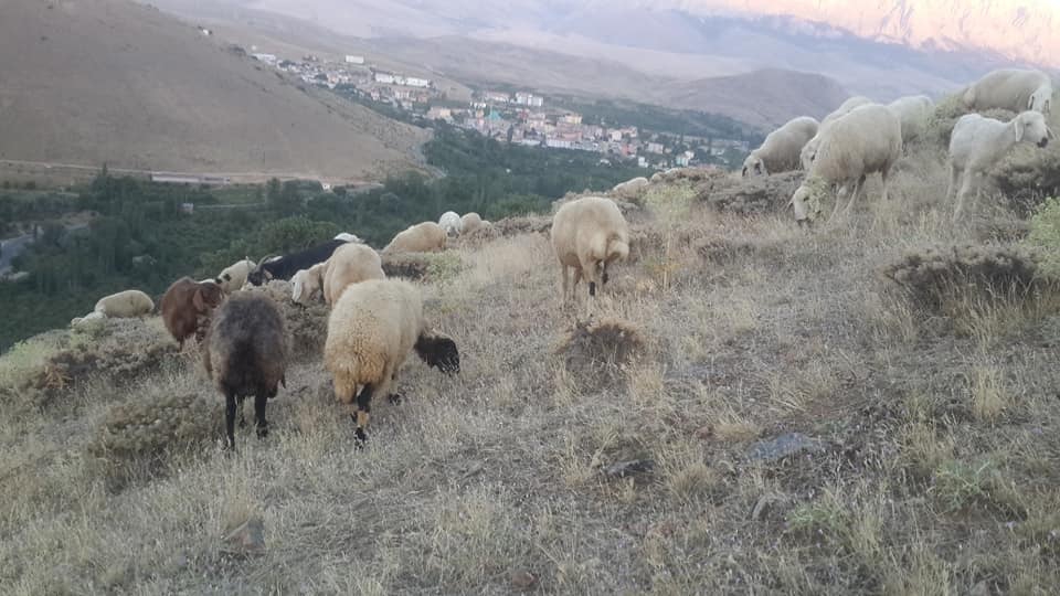 Çamardı Büyükkışlakçı Köyü Resimleri 5
