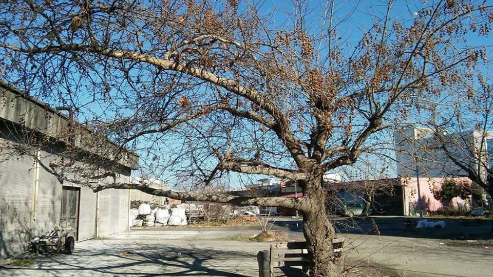 Alaçam Sancar Köyü Resimleri 30