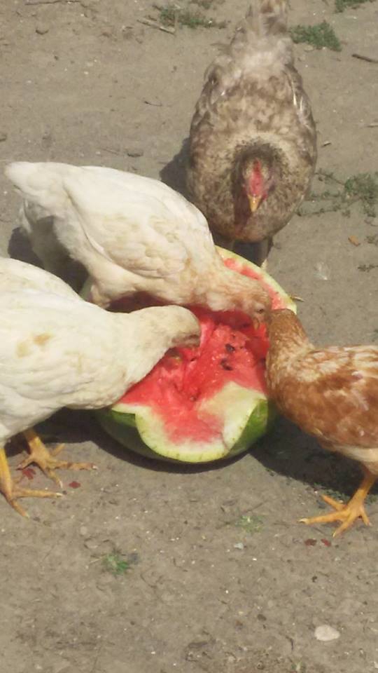 Çarşamba Karamustafalı Köyü Resimleri 7