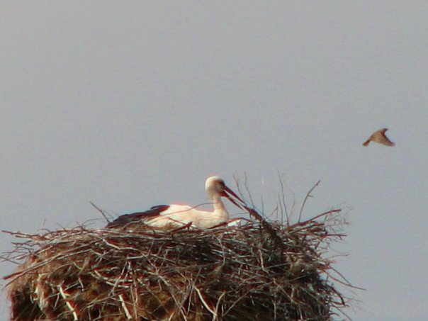 Çarşamba Karamustafalı Köyü Resimleri 8