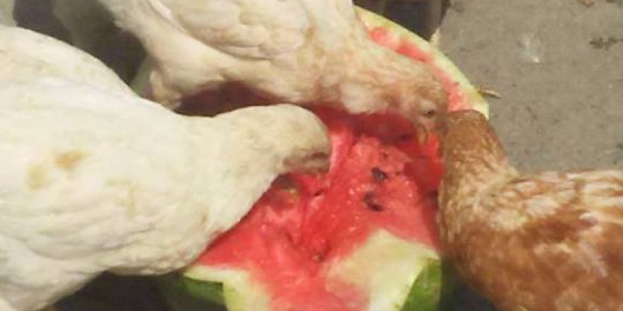 Çarşamba Karamustafalı Köyü Resimleri