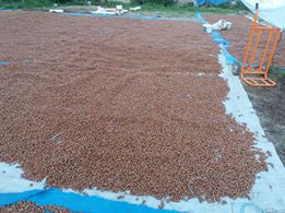 Çarşamba Kaydan Köyü Resimleri 3