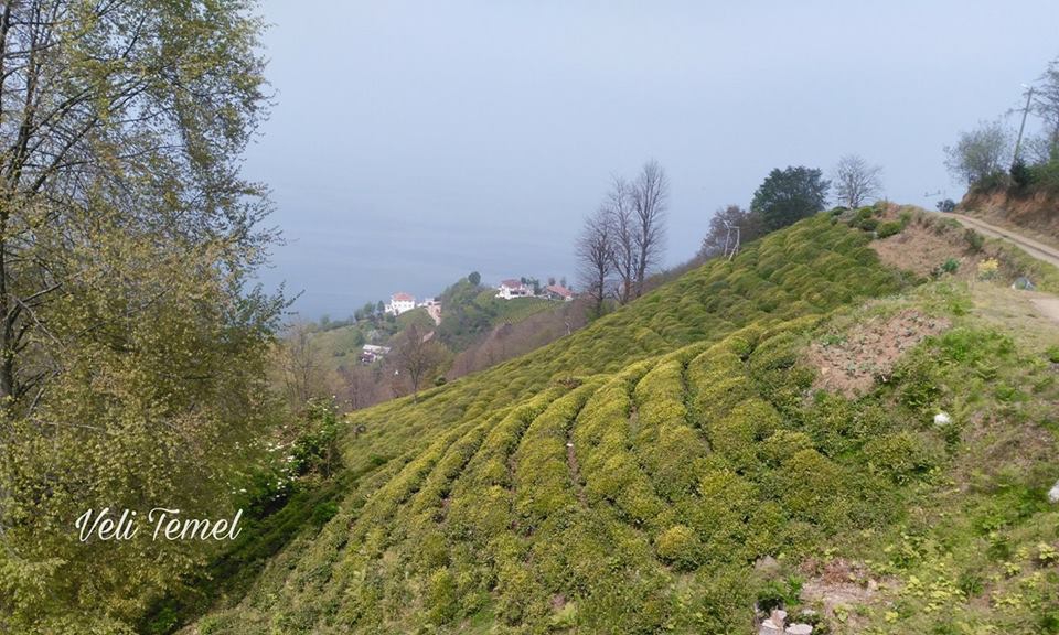 Çarşamba Kemer Köyü Resimleri 1
