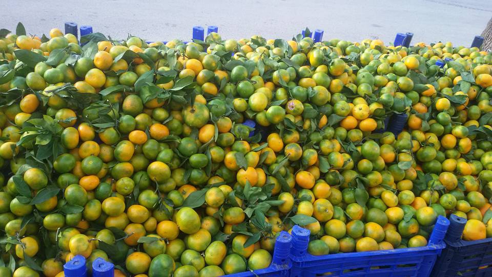 Çarşamba Kemer Köyü Resimleri 11