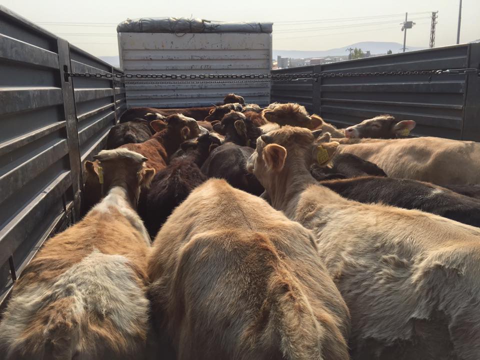 Çarşamba Kemer Köyü Resimleri 7