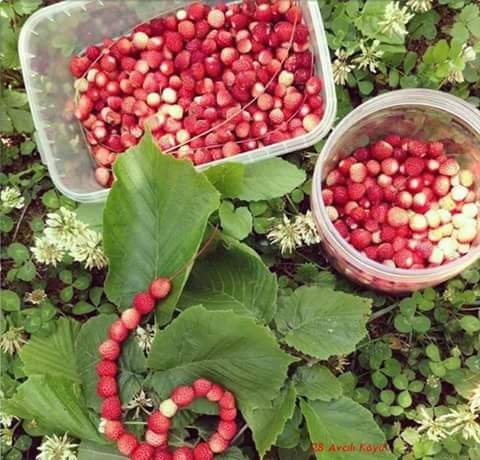 Çarşamba Kestanepınar Köyü Resimleri 2