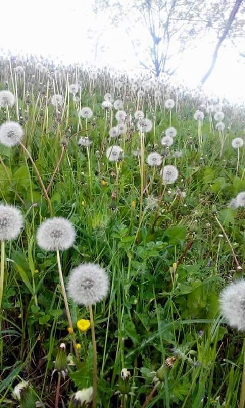 Çarşamba Kestanepınar Köyü Resimleri 3