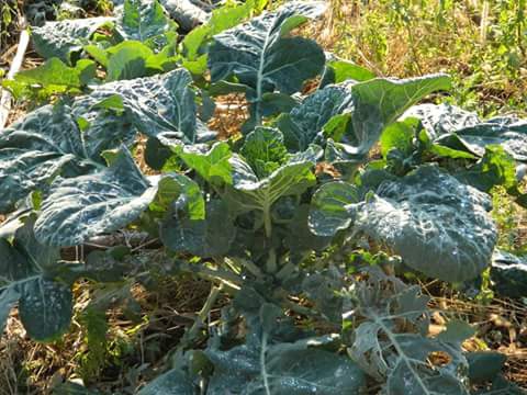 Çarşamba Kestanepınar Köyü Resimleri 5