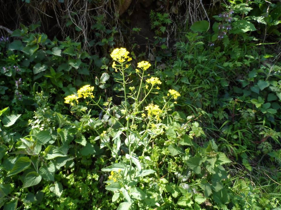 Çarşamba Kestanepınar Köyü Resimleri 6