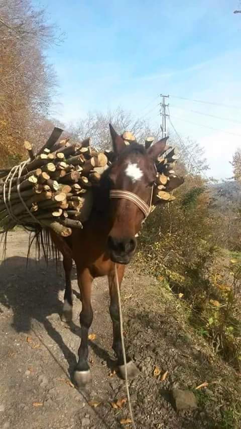 Çarşamba Kestanepınar Köyü Resimleri 7