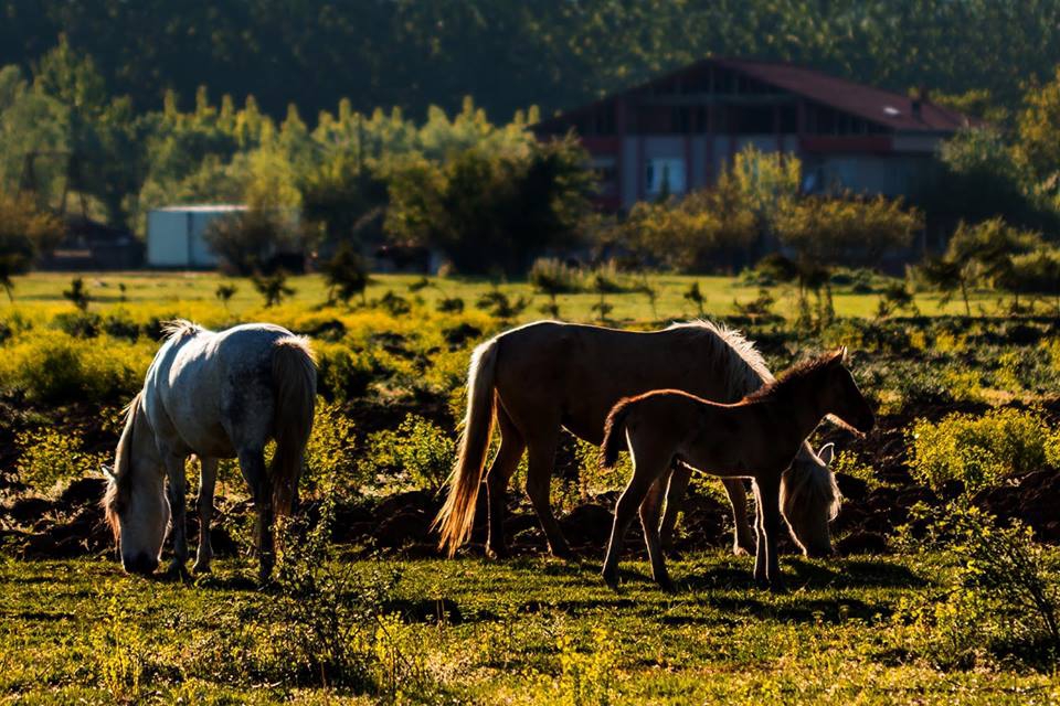 Çarşamba Kızılot Köyü Resimleri 12
