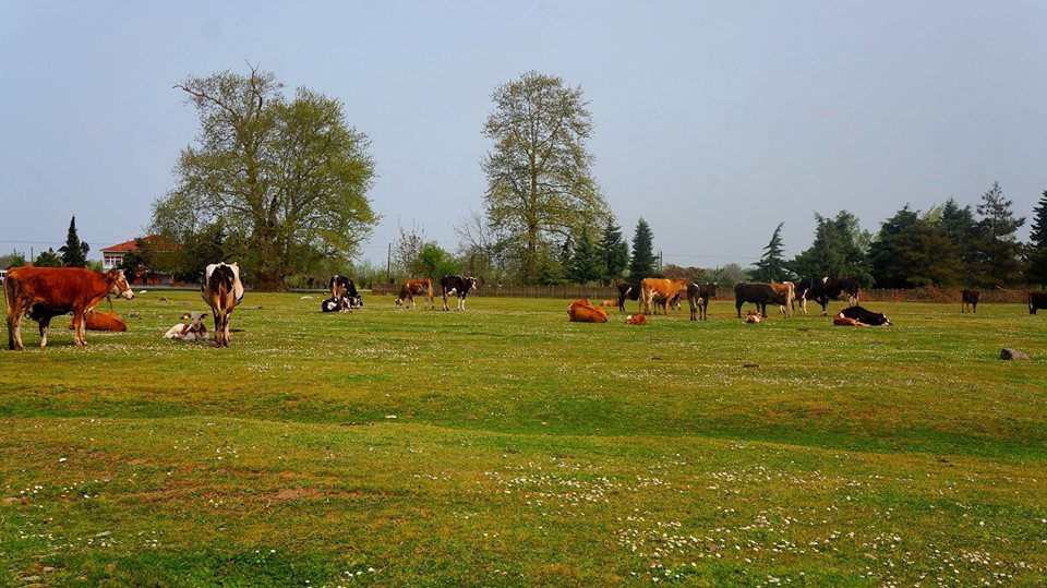 Çarşamba Kızılot Köyü Resimleri 4