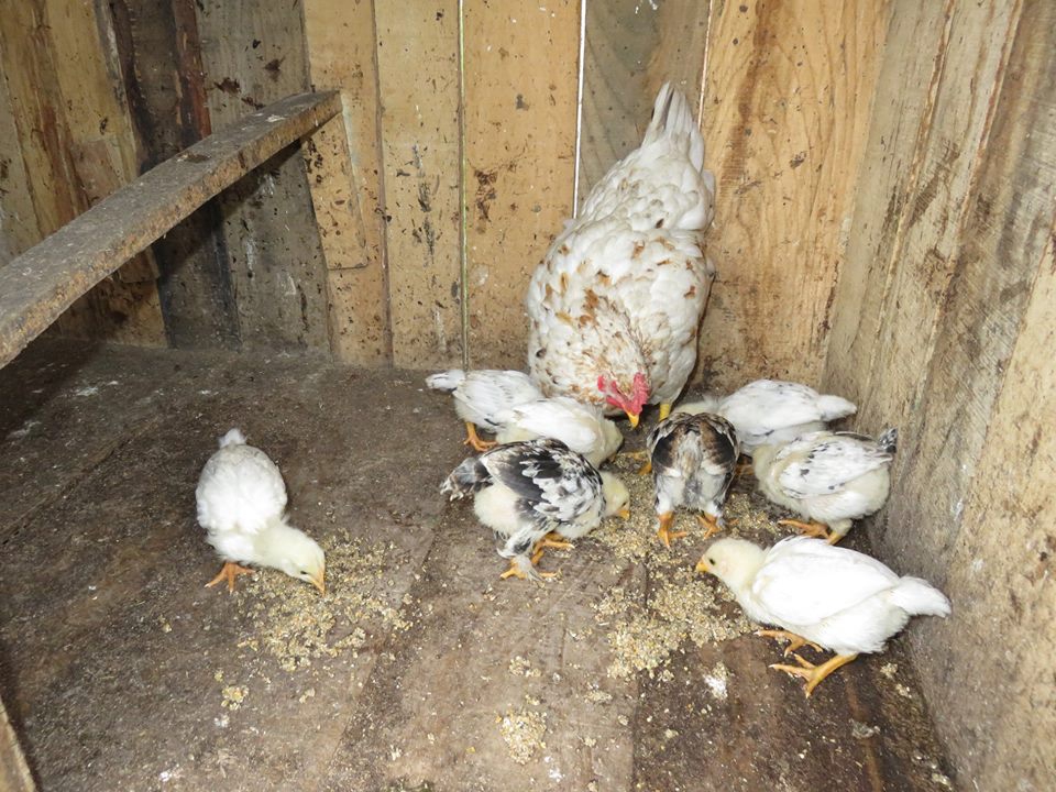 Çarşamba Kızılot Köyü Resimleri 6