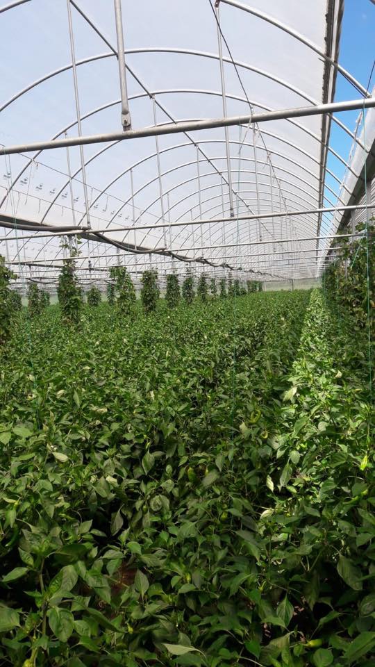 Çarşamba Kirazbucağı Köyü Resimleri 5