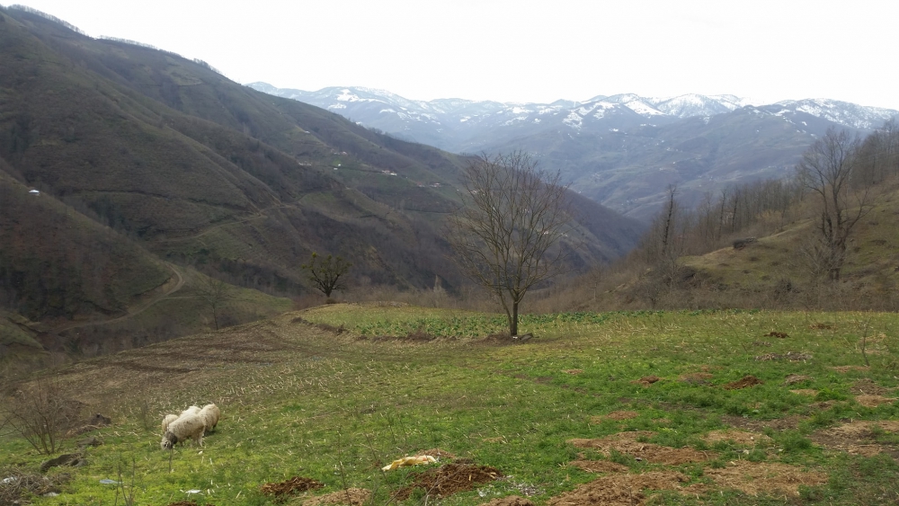 Akkuş Gürgenliyatak Köyü Resimleri 1