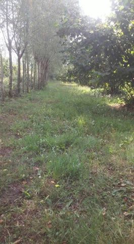 Çarşamba Kocakavak Köyü Resimleri 10