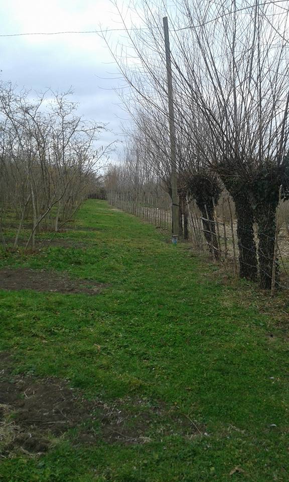 Çarşamba Kocakavak Köyü Resimleri 3