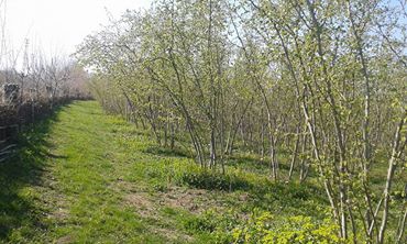 Çarşamba Kocakavak Köyü Resimleri 4