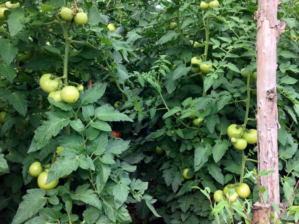 Çarşamba Kocakavak Köyü Resimleri 6