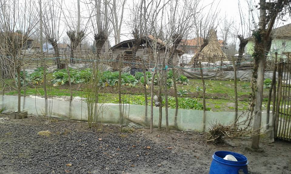 Çarşamba Kocakavak Köyü Resimleri 8