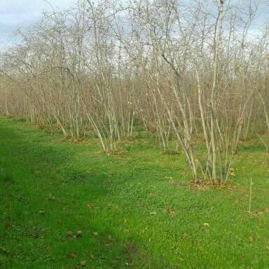 Çarşamba Kocakavak Köyü Resimleri 9