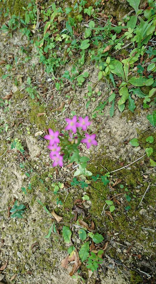 Çarşamba Konukluk Köyü Resimleri 5