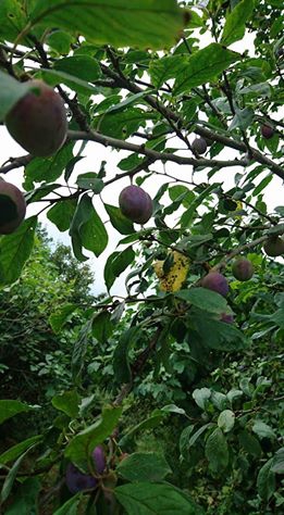 Çarşamba Konukluk Köyü Resimleri 8