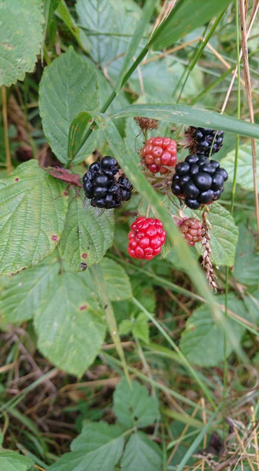 Çarşamba Konukluk Köyü Resimleri 9