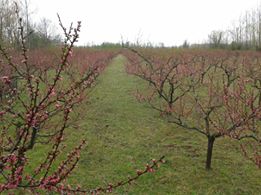 Çarşamba Köklük Köyü Resimleri 1