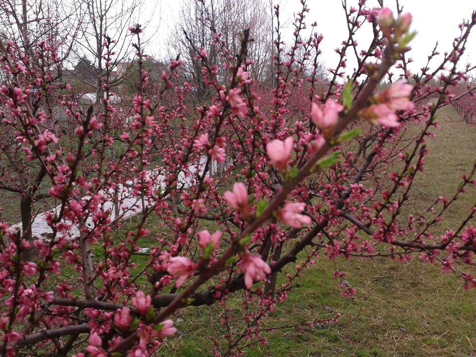 Çarşamba Köklük Köyü Resimleri 11