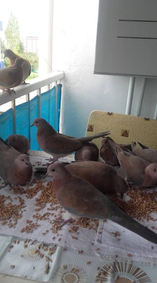 Çarşamba Köklük Köyü Resimleri 2