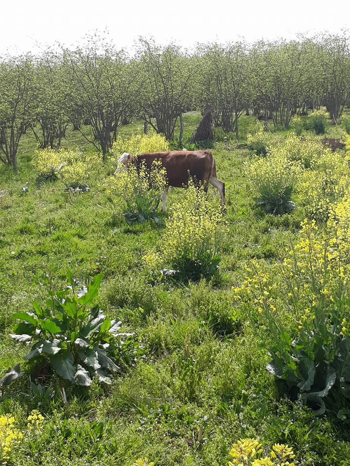 Çarşamba Köroğlu Köyü Resimleri 1