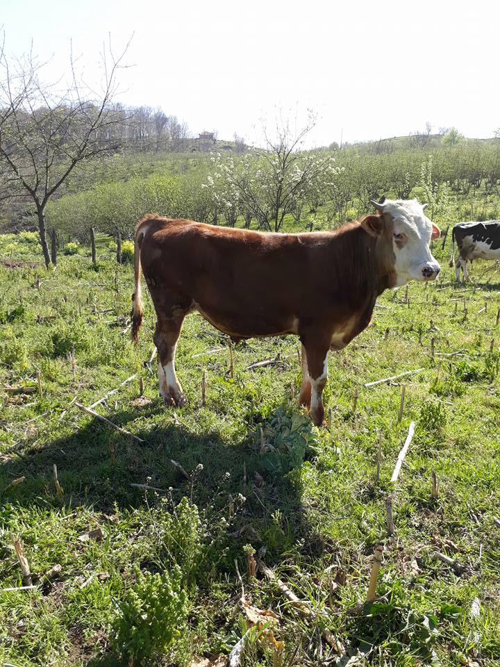 Çarşamba Köroğlu Köyü Resimleri 3