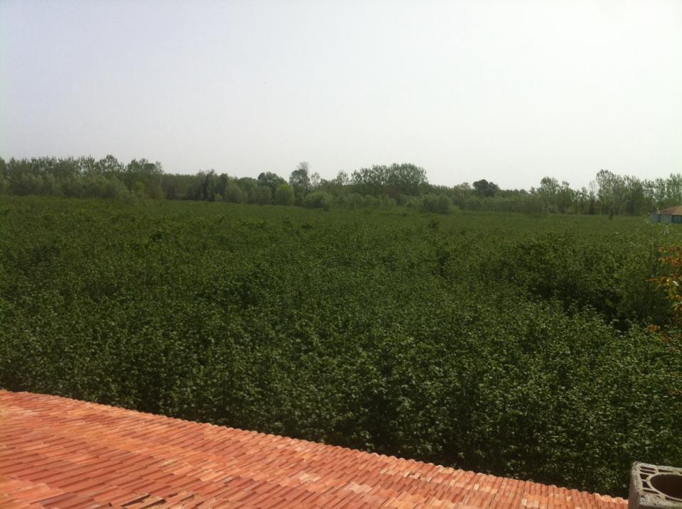 Çarşamba Kumarlı Köyü Resimeri 11