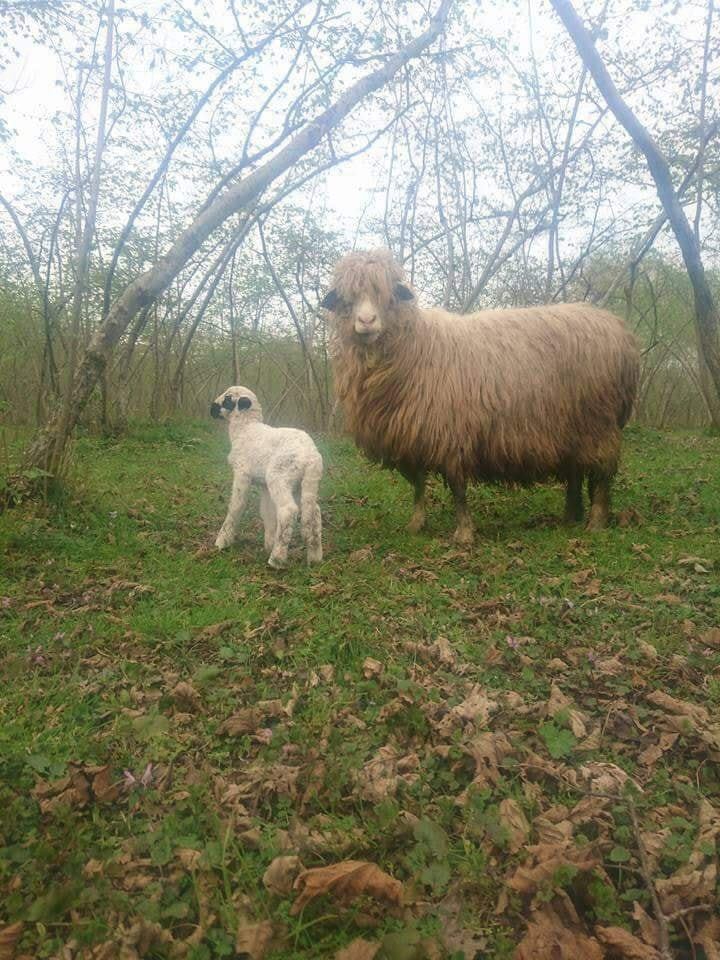 Akkuş Kurtboğaz Köyü Resimleri 15