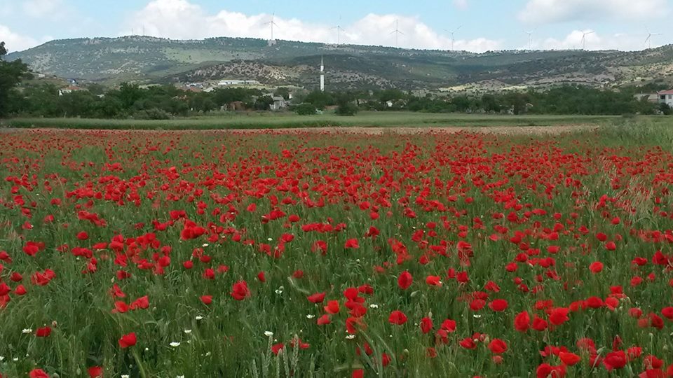 Enez Çavuşköy Resimleri 12