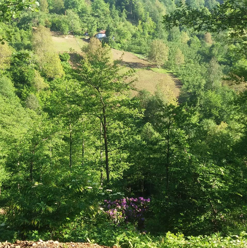 Akkuş Yeşilköy Köyü Resimleri 4
