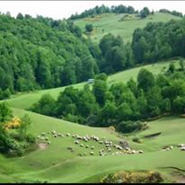 Akkuş Yeşilköy Köyü Resimleri 5