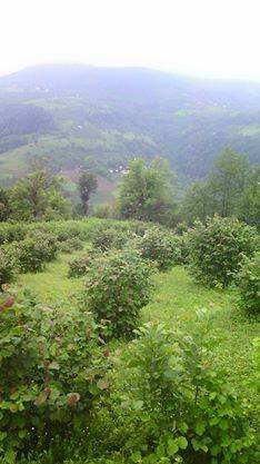 Akkuş Akpınar Köyü Resimleri 3