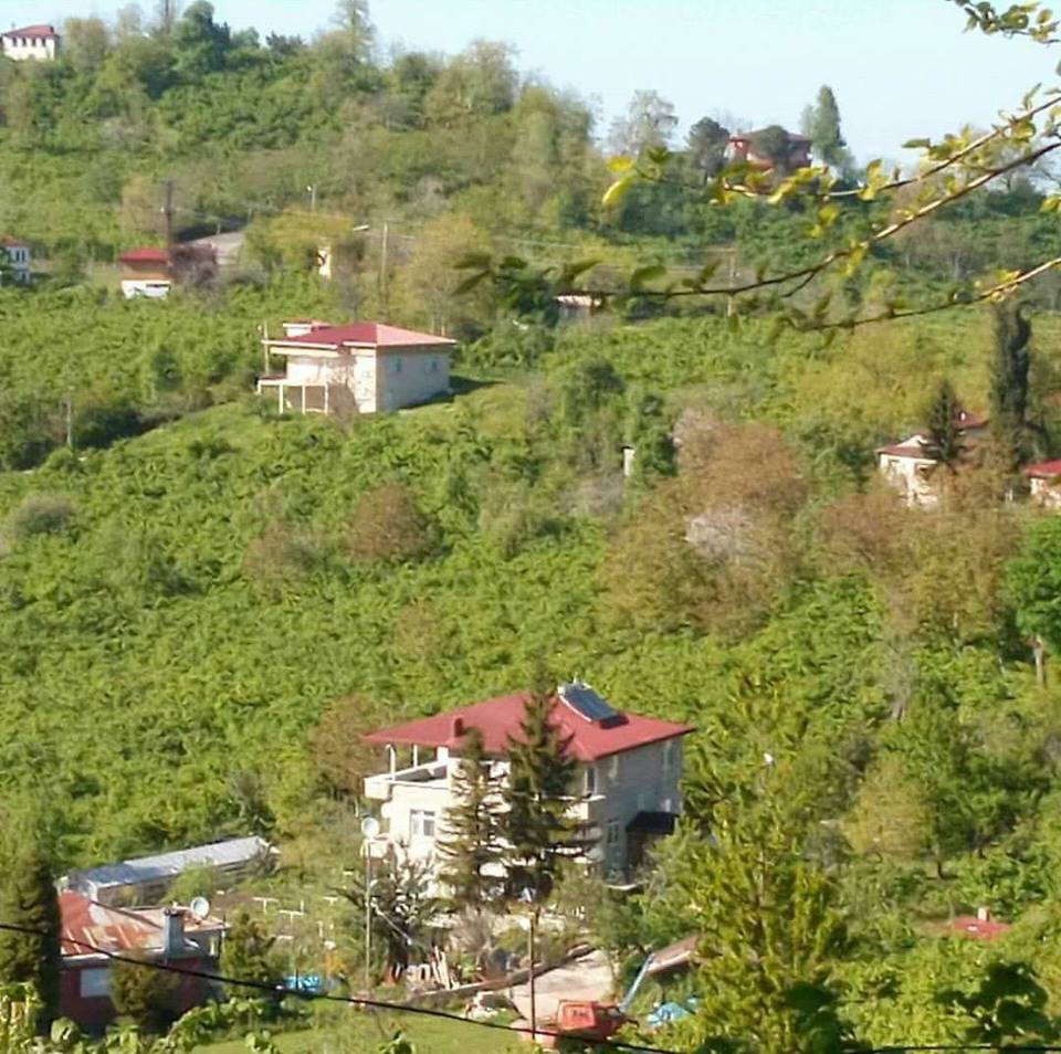 Altınordu Alembey Köyü Resimleri 2