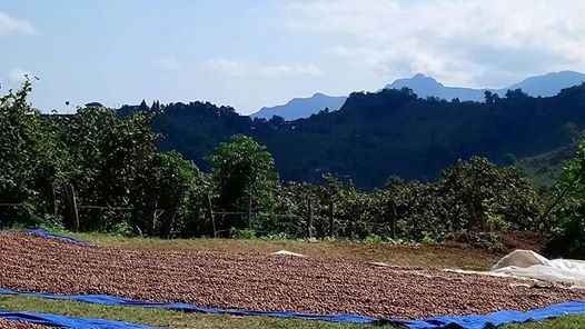 Altınordu Alembey Köyü Resimleri 3