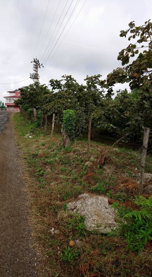 Altınordu Alembey Köyü Resimleri 5